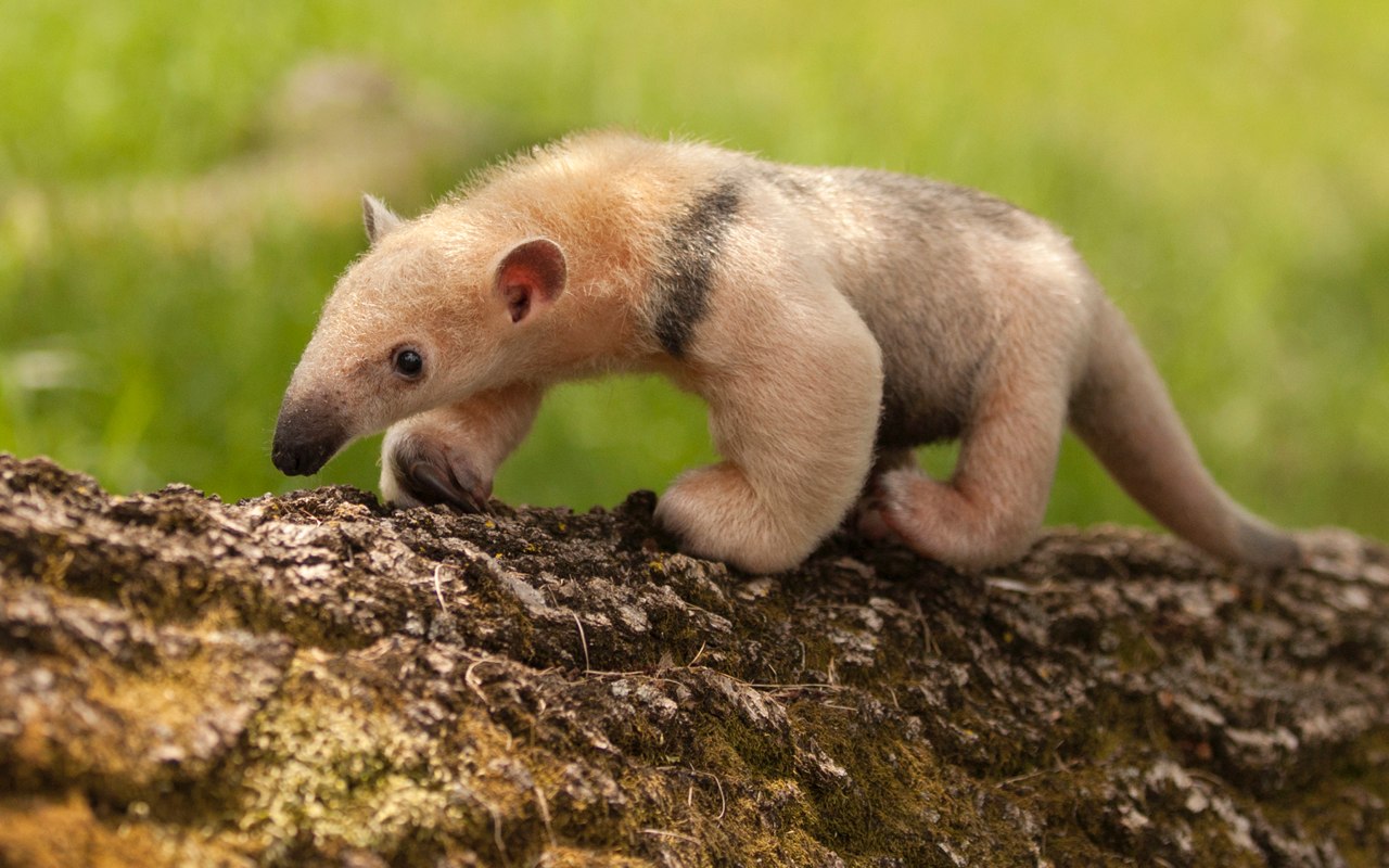 Young ant eater