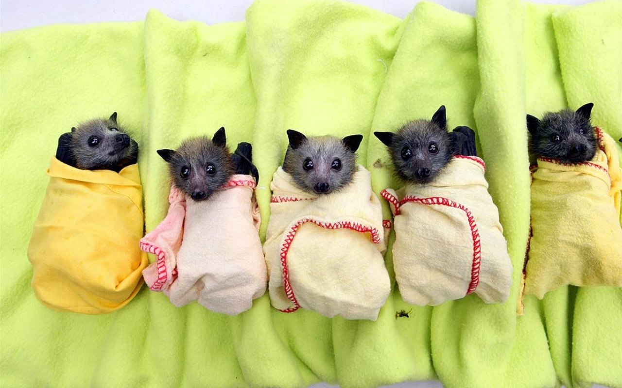 Five baby bats