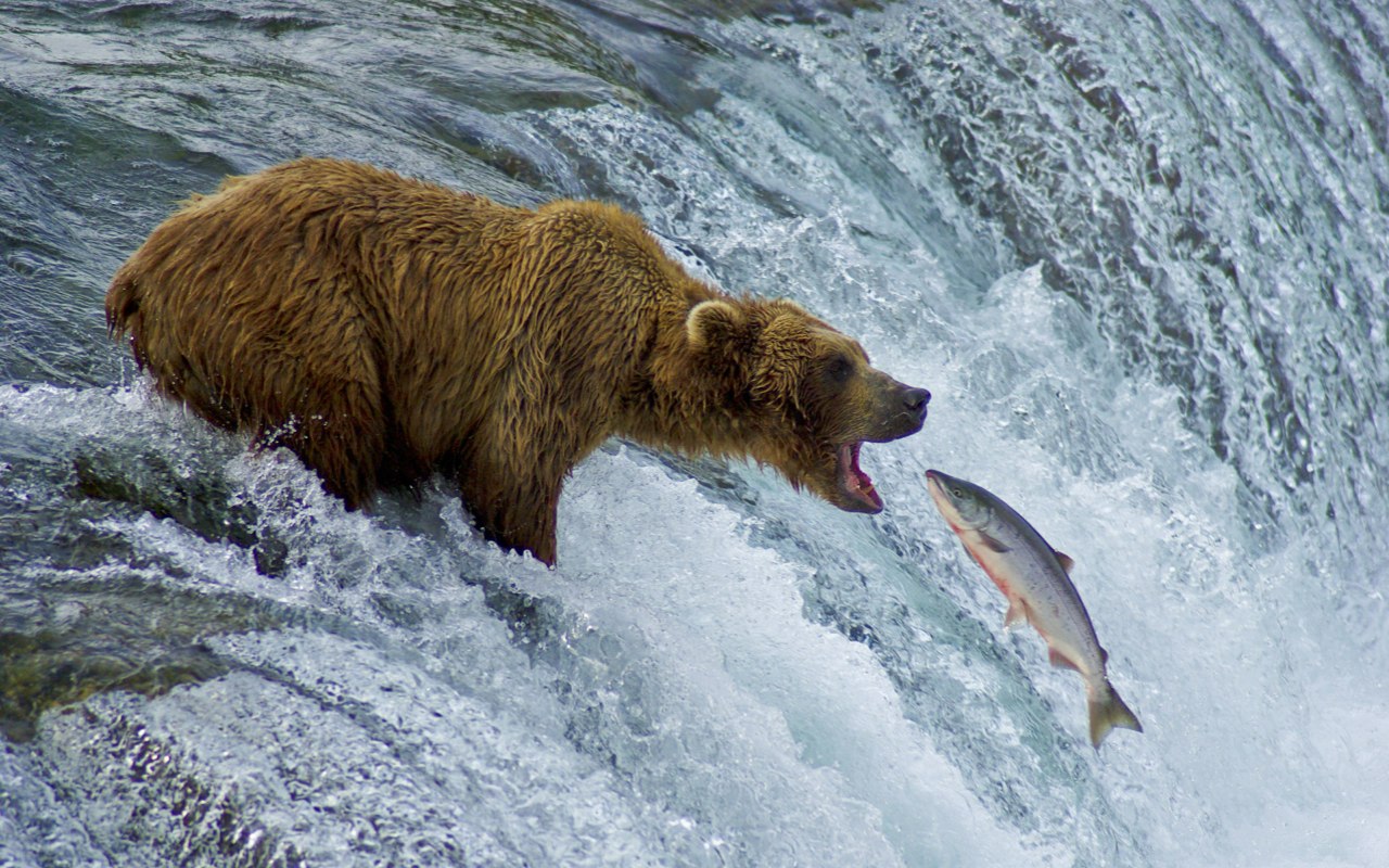 Bear on a waterfall with a fish flying into its mouth