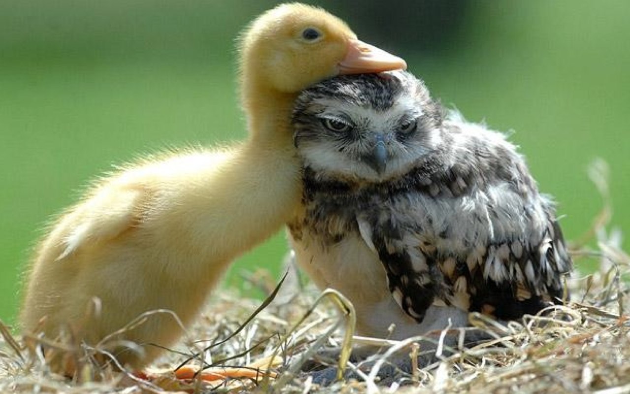 Cuddling baby duck and baby owl