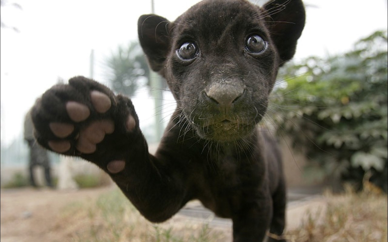 Young panther