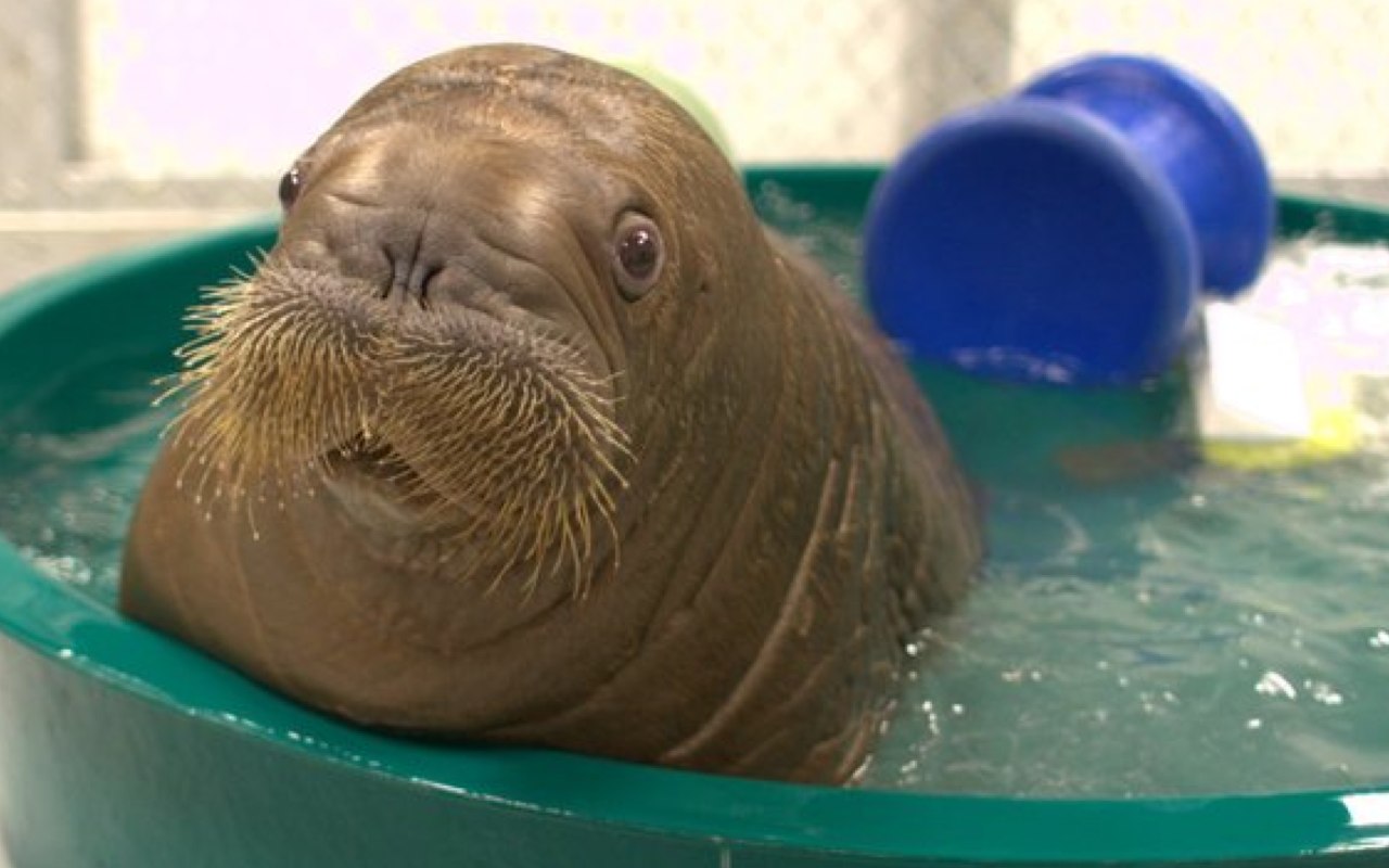 Young walrus