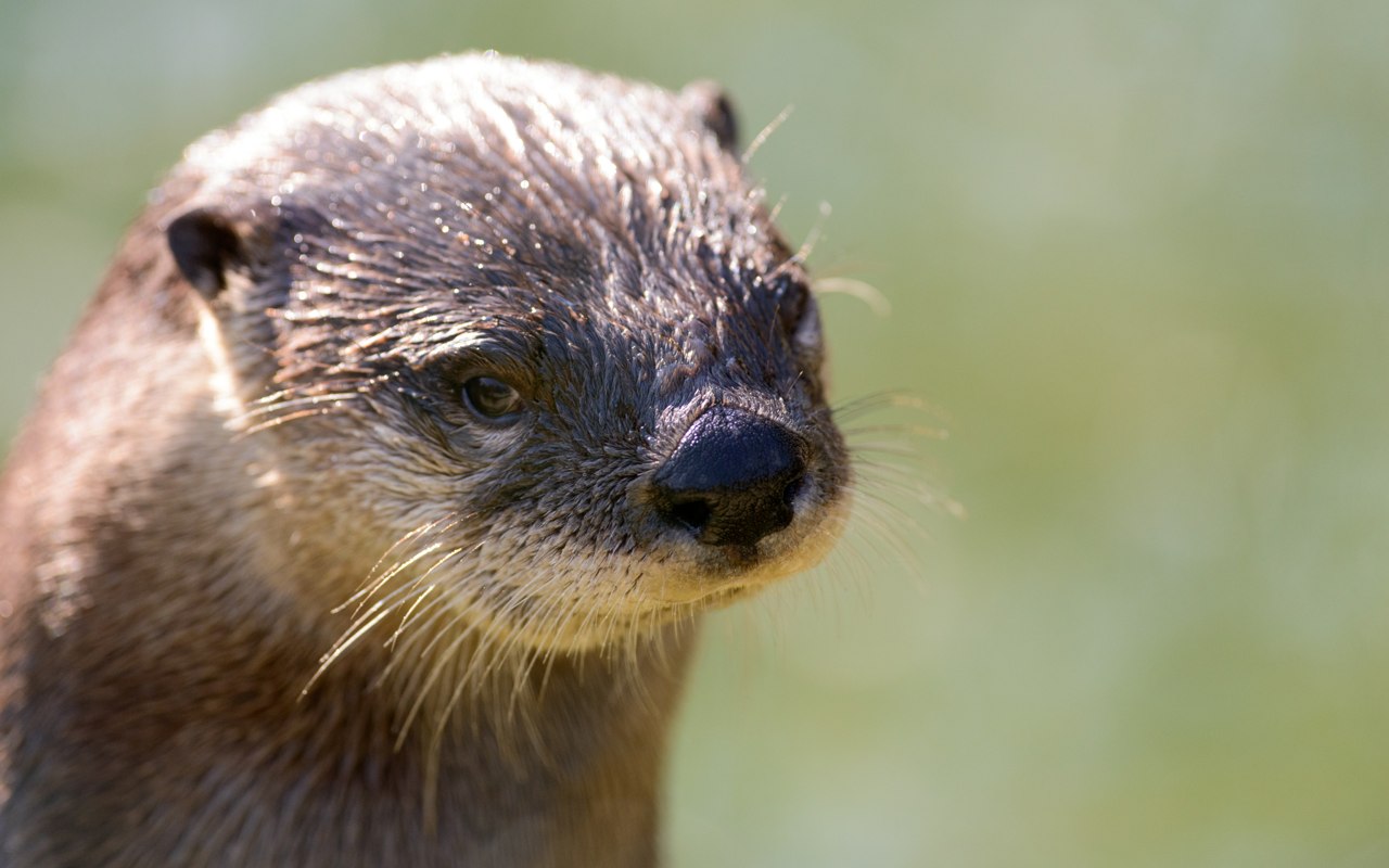 Photo of a young otter.