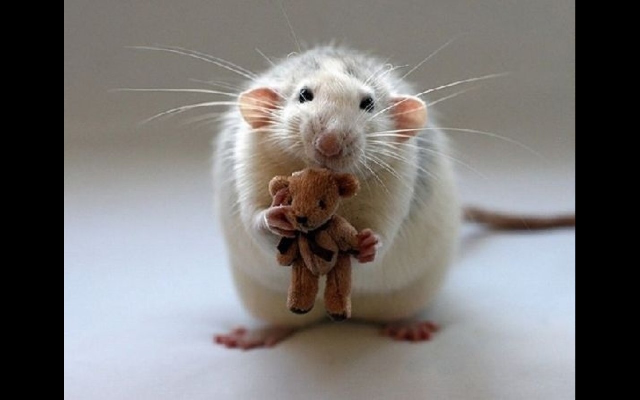 Photo of a white mouse holding a teddy bear.