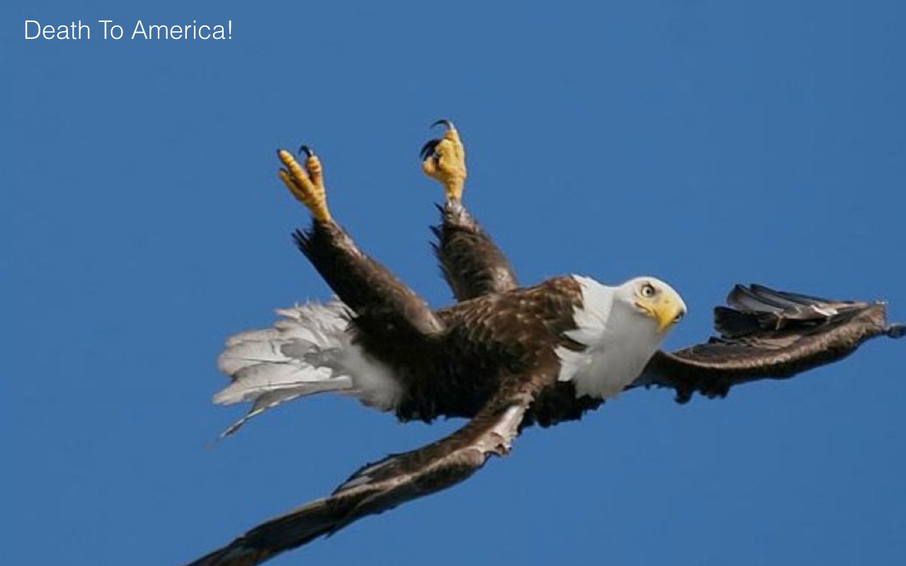 Foto of a falling eagle.