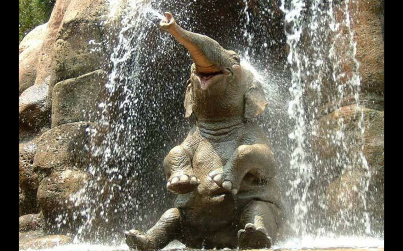 Photo of a young elefant unter a waterfall.